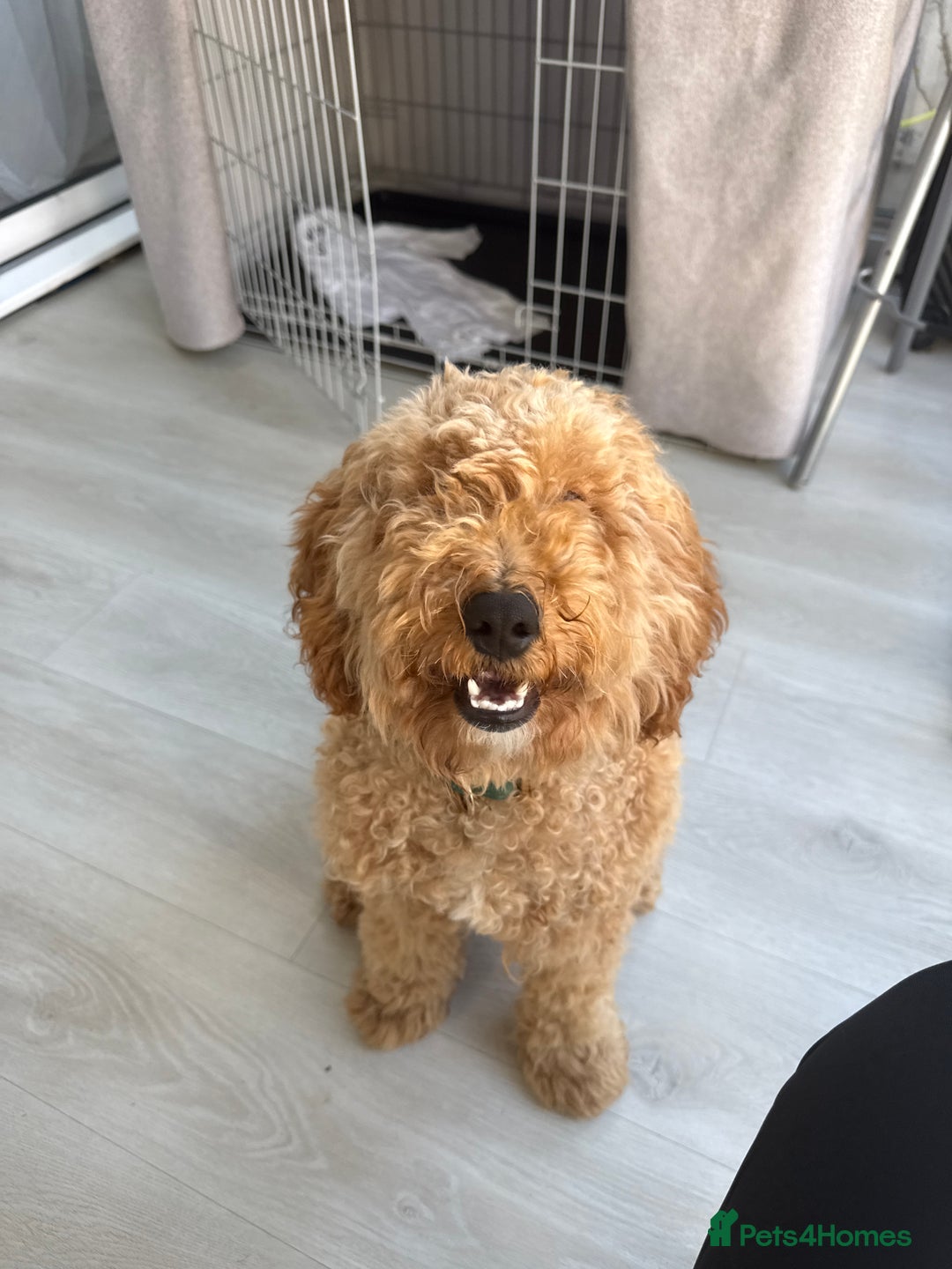 Cockapoo dogs for sale: Male Cockapoo Puppy 8 months.  - Image 11