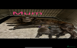 Cocker Spaniel dogs for sale: Working Cocker spaniels for sale  - Image 9