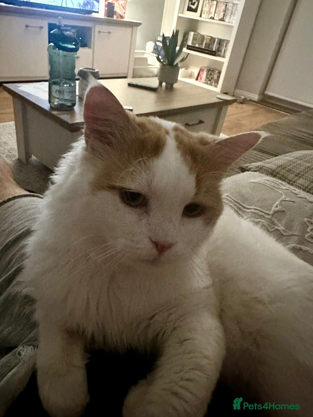 Mixed Breed cats for adoption: TEAPOT ! - THE MOST AFFECTIONATE BOY YOU CAN ADOPT - Image 5