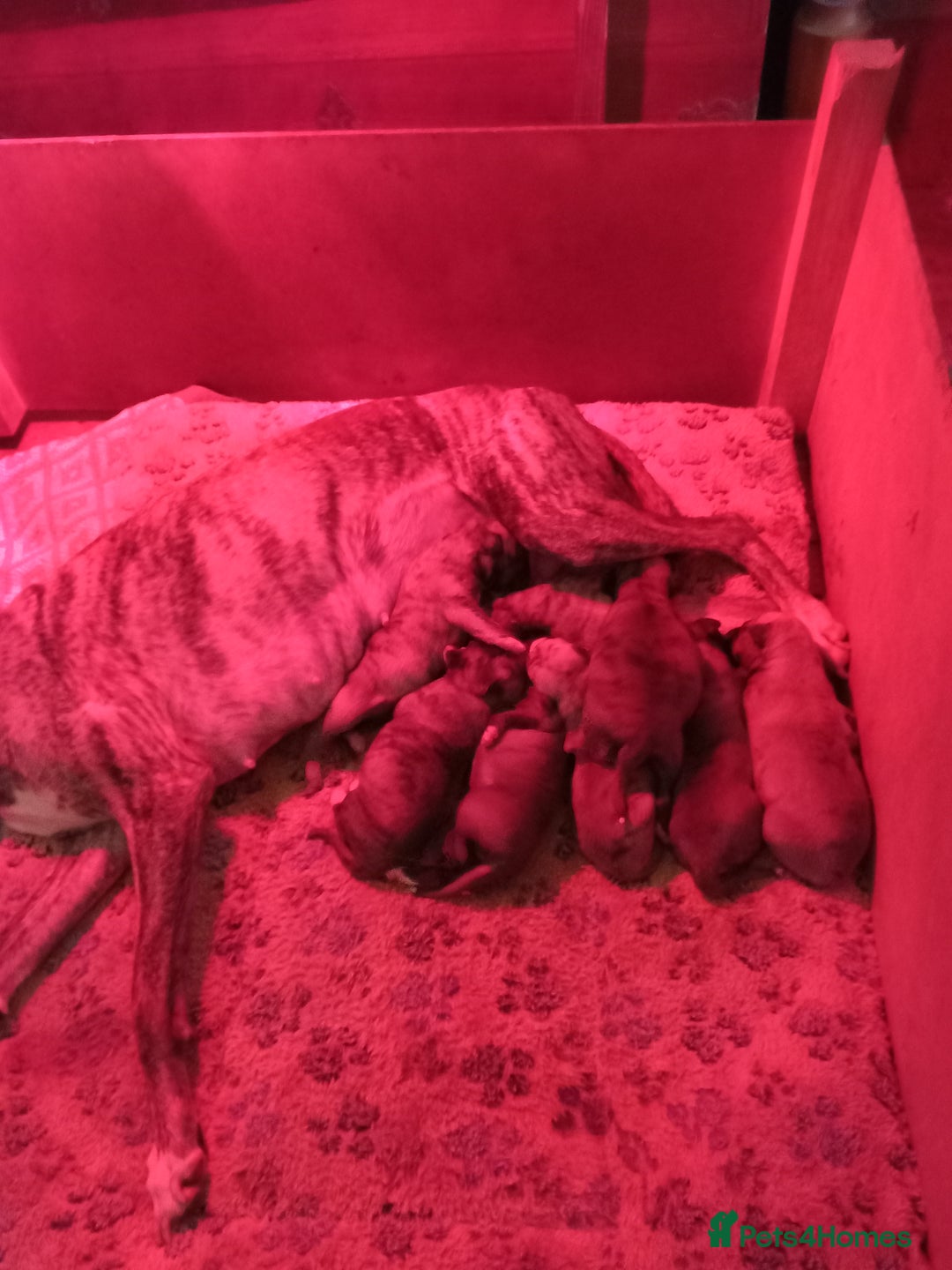 Whippet dogs for sale: Top Whippet Puppy's - Bred from Champions  - Advert 2
