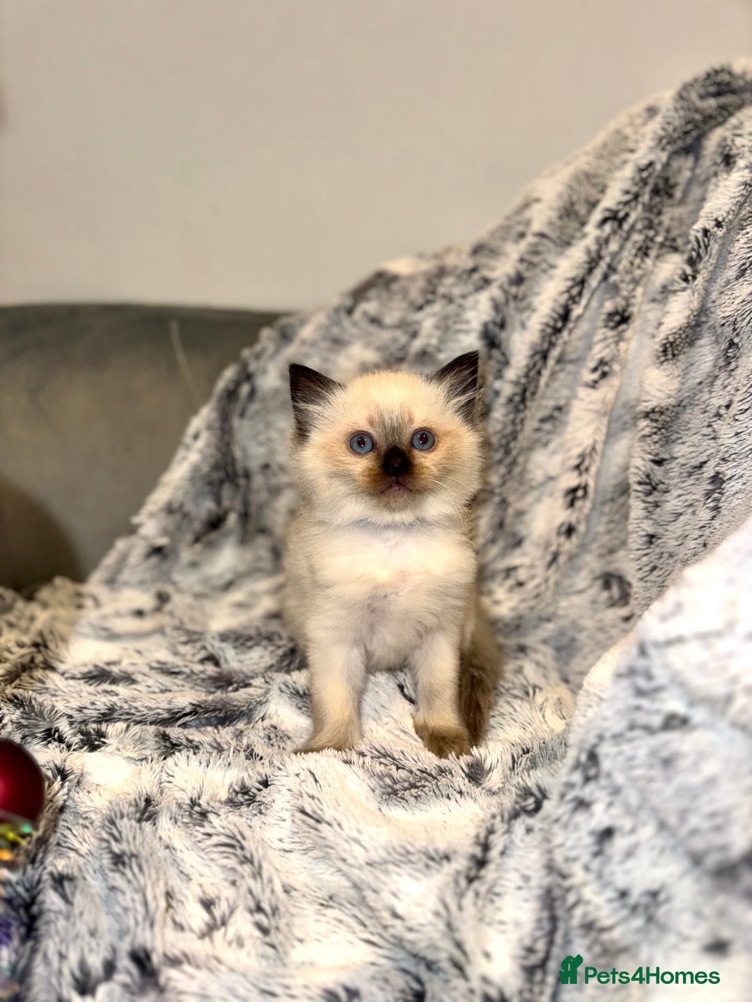 Ragdoll cats for sale: Black point Ragdoll Kittens🖤 - Advert 6