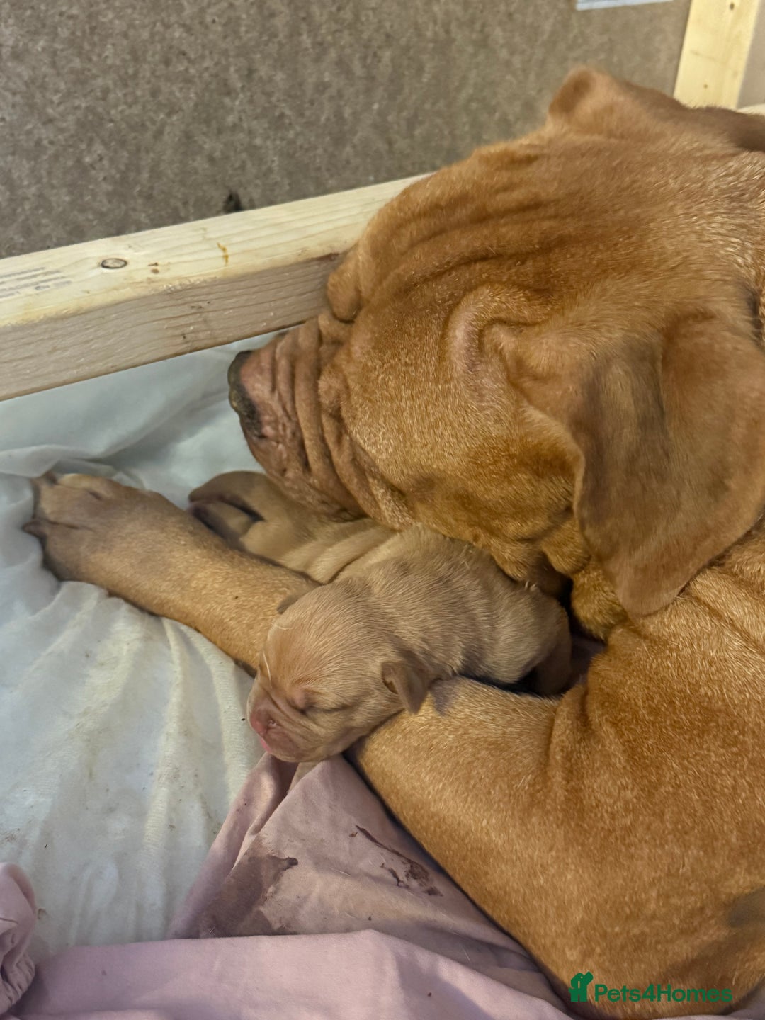 Dogue De Bordeaux dogs for sale: Dogue de Bordeaux puppies  - Image 6
