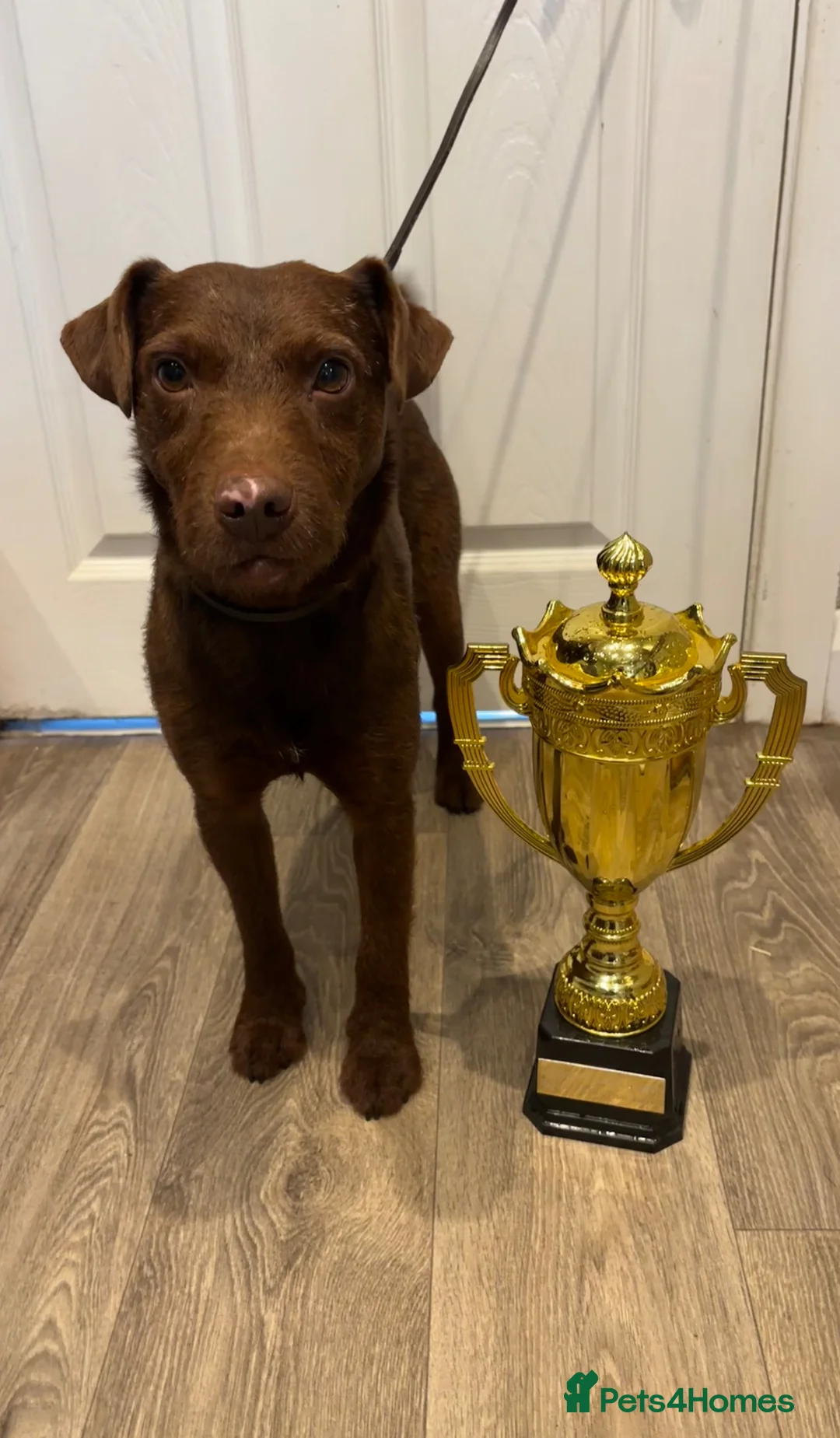 Patterdale Terrier dogs for stud: Patterdale Dog - Advert 6