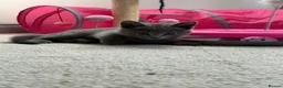 Russian Blue cats for sale: Beautiful Russian Blue Kittens - Advert 21