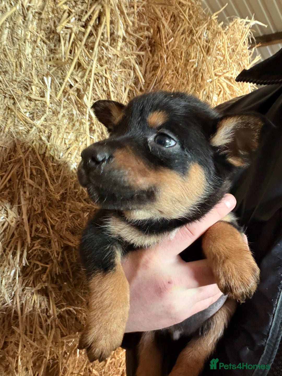 Mixed Breed dogs for sale: kelpie/blue heelers - Advert 25