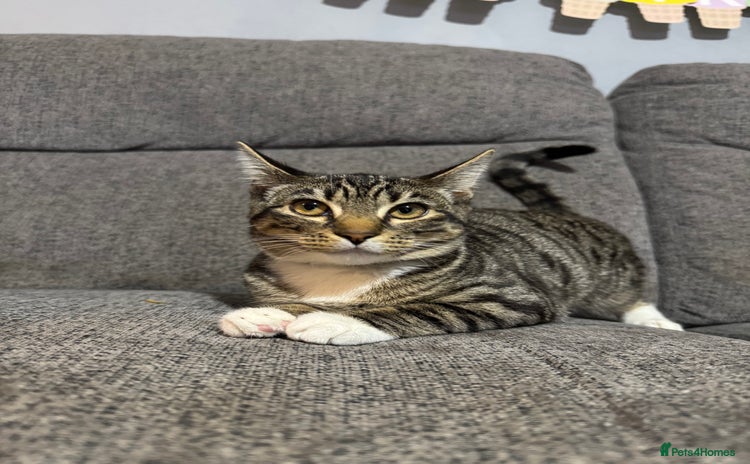 Mixed Breed cats - Advert 10