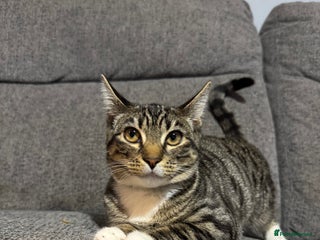 Mixed Breed cats - Advert 10