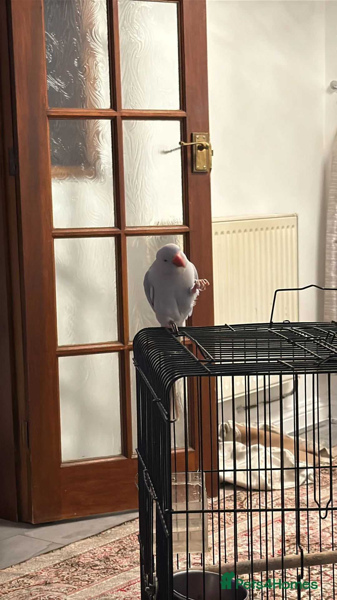 Parrots birds for sale: Indian Ringneck Parrot in Birmingham - Advert 1