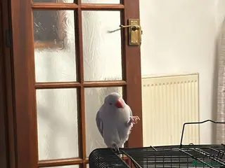 Parrots birds Indian Ringneck Parrot - Advert 2