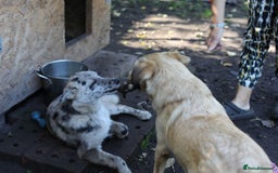 Mixed Breed dogs for adoption: 💙🐶 NICK AND MAILY 🐶💖 - Image 36