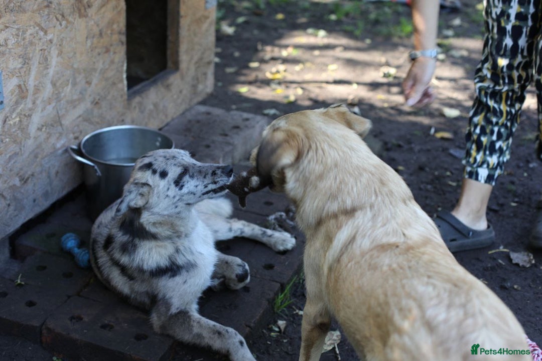 Mixed Breed dogs for adoption: 💙🐶 NICK AND MAILY 🐶💖 - Image 36