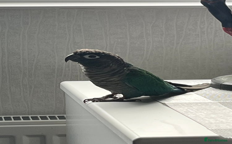 Conures birds - Advert 4