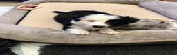 Border Collie dogs for sale: Beautiful litter of 8 border collies puppies - Advert 16