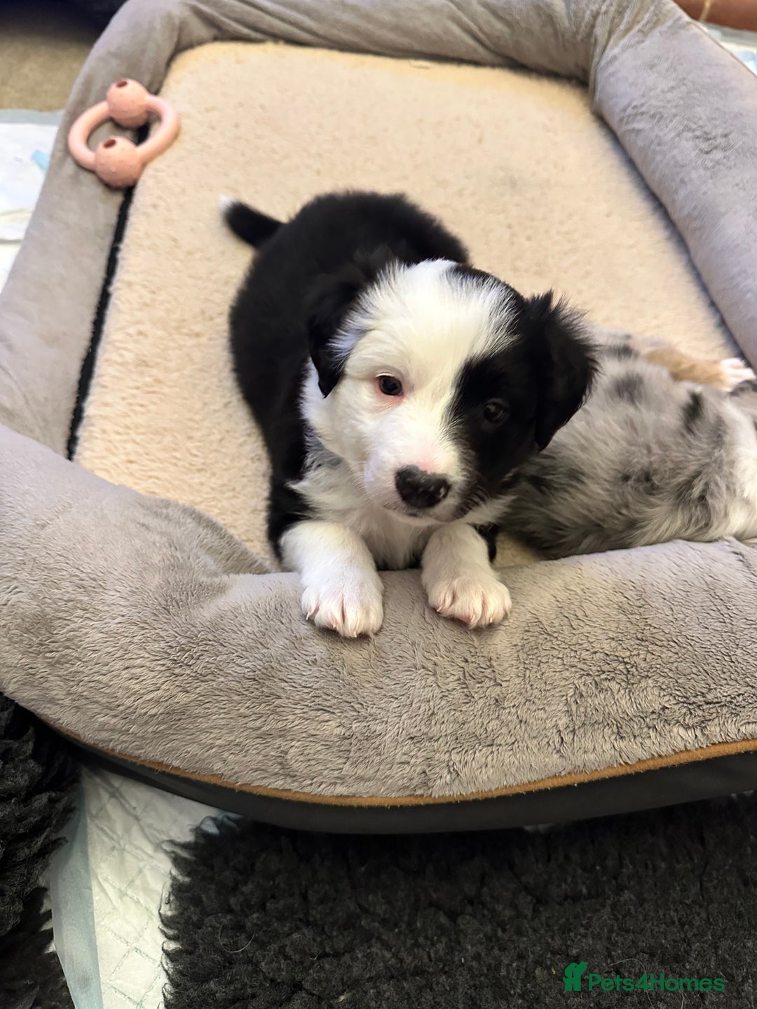 Border Collie dogs for sale: Beautiful litter of 8 border collies puppies - Advert 16