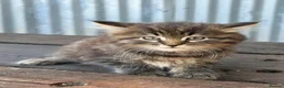 Maine Coon cats for sale: Stunning Maine coon x kitten  - Advert 17