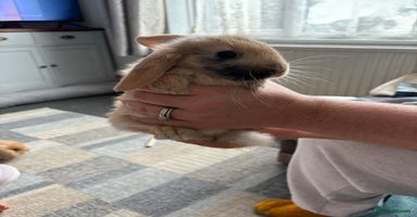 Mini Lion Lop rabbits - Advert 2