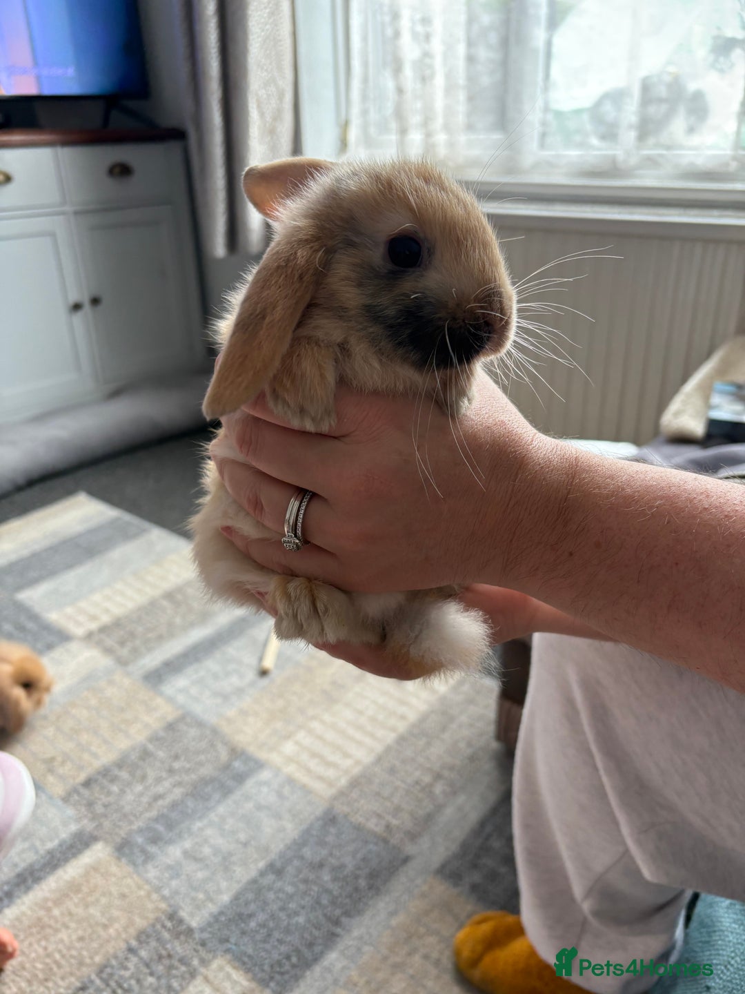 Mini Lion Lop rabbits for sale: Mini lion lop babies  - Image 2