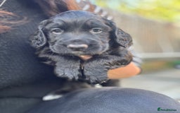 Sprocker dogs for sale: Sprocker Puppies x2 Male - Image 1