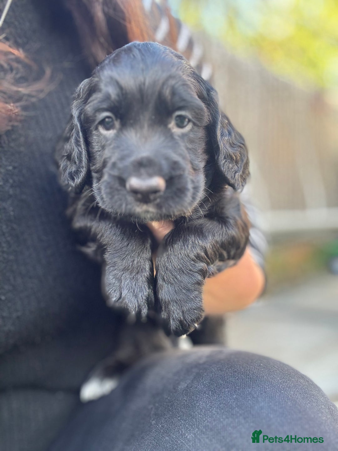 Sprocker dogs for sale: Sprocker Puppies x2 Male - Image 1