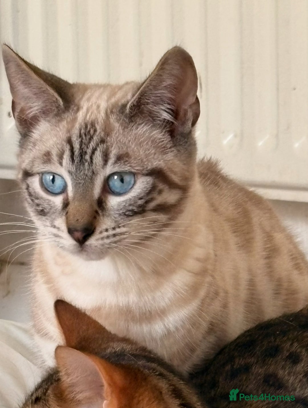 Bengal cats for sale: Bengals & Bengal x savannah kittens for rehome - Advert 4