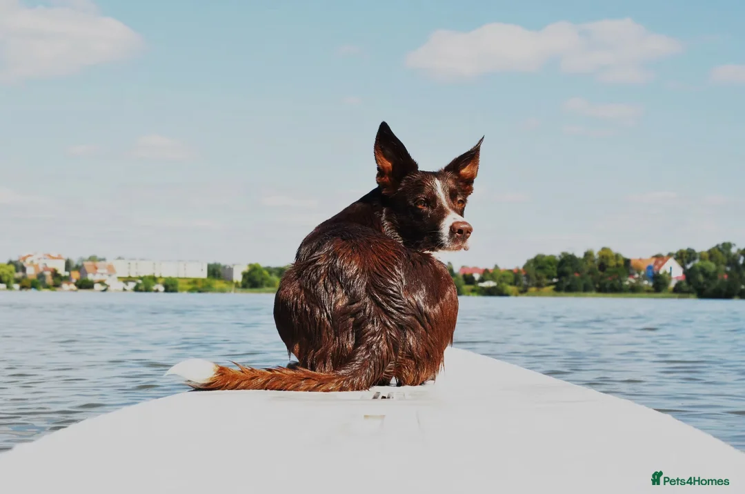 Border Collie dogs for sale: KC registered sport puppies - Advert 15