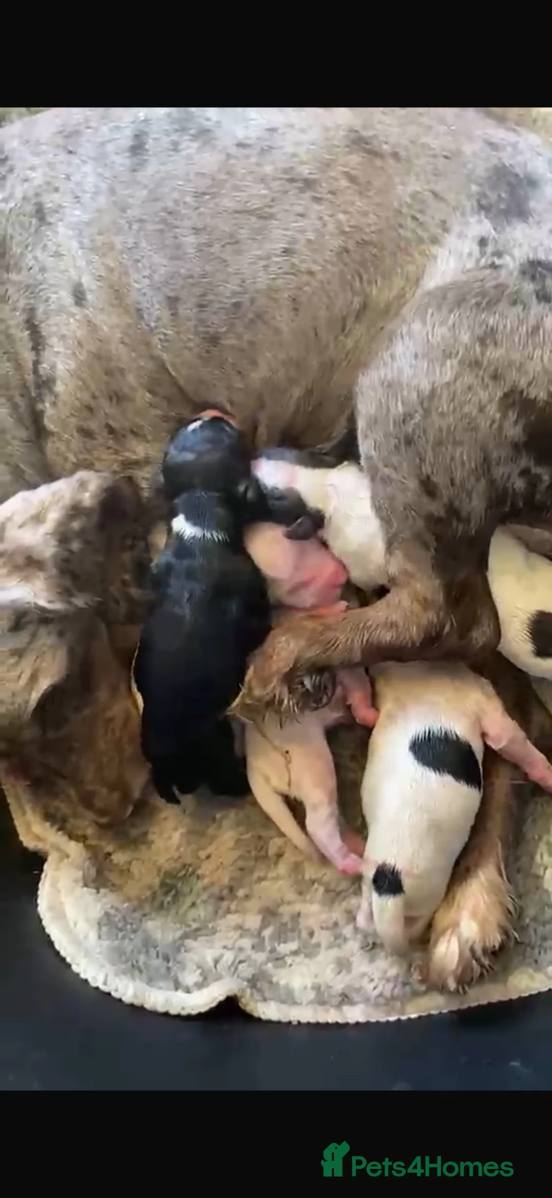 Cocker Spaniel dogs for sale: Working Cocker Spaniel Puppies  - Advert 10