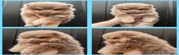 Pomeranian dogs for sale: KC registered Pomeranian Puppies - Advert 3