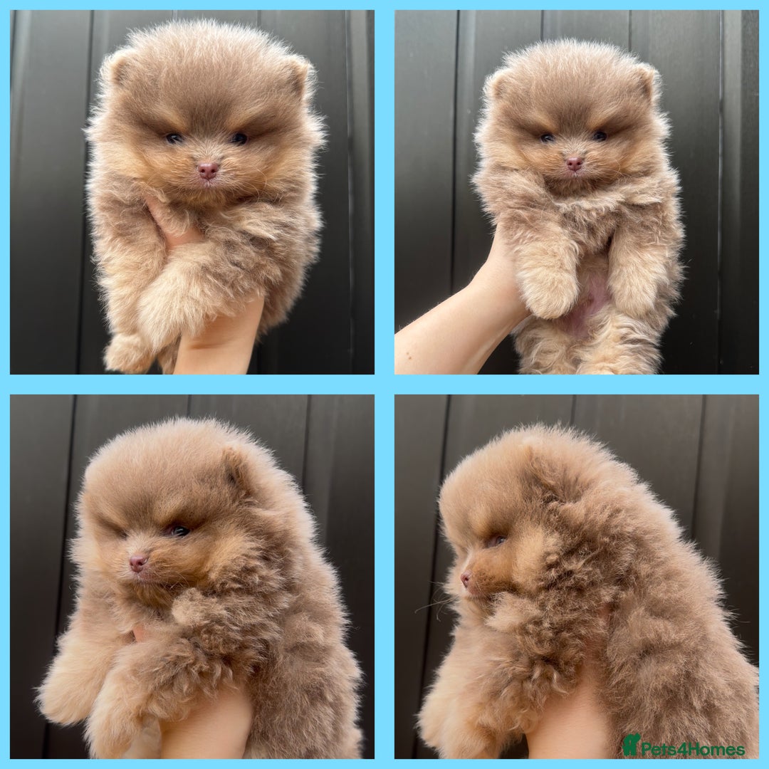 Pomeranian dogs for sale: KC registered Pomeranian Puppies - Advert 3