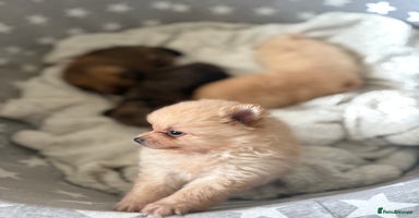 Pomeranian dogs - Advert 12