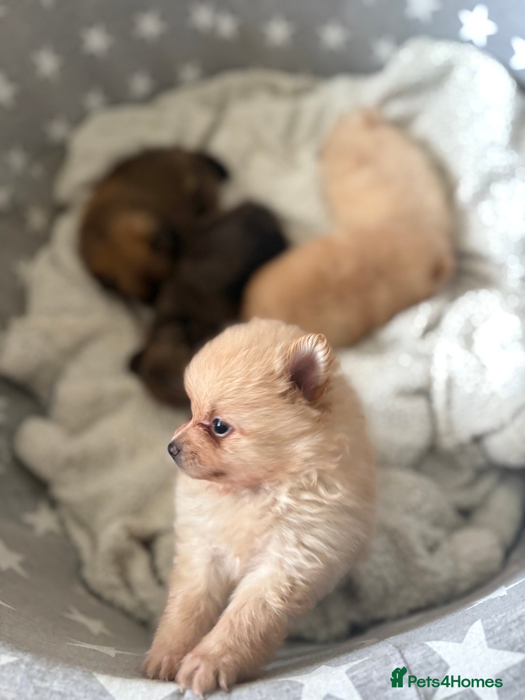 Pomeranian dogs for sale: ** Pomeranian Puppies 🐶🤍🐻🤎 - Image 3