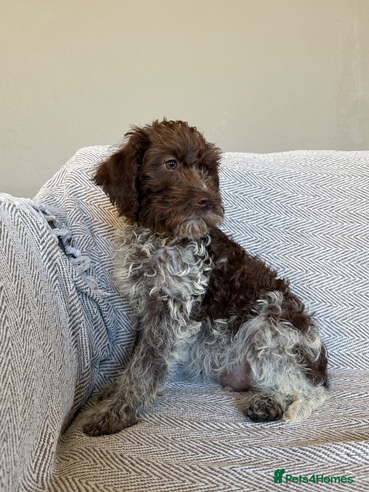 Lagotto Romagnolo dogs 🐾 Lagotto Lab Puppies 🐾 - Advert 1