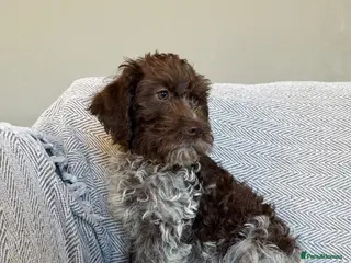 Lagotto Romagnolo dogs 🐾 Lagotto Lab Puppies 🐾 - Advert 1