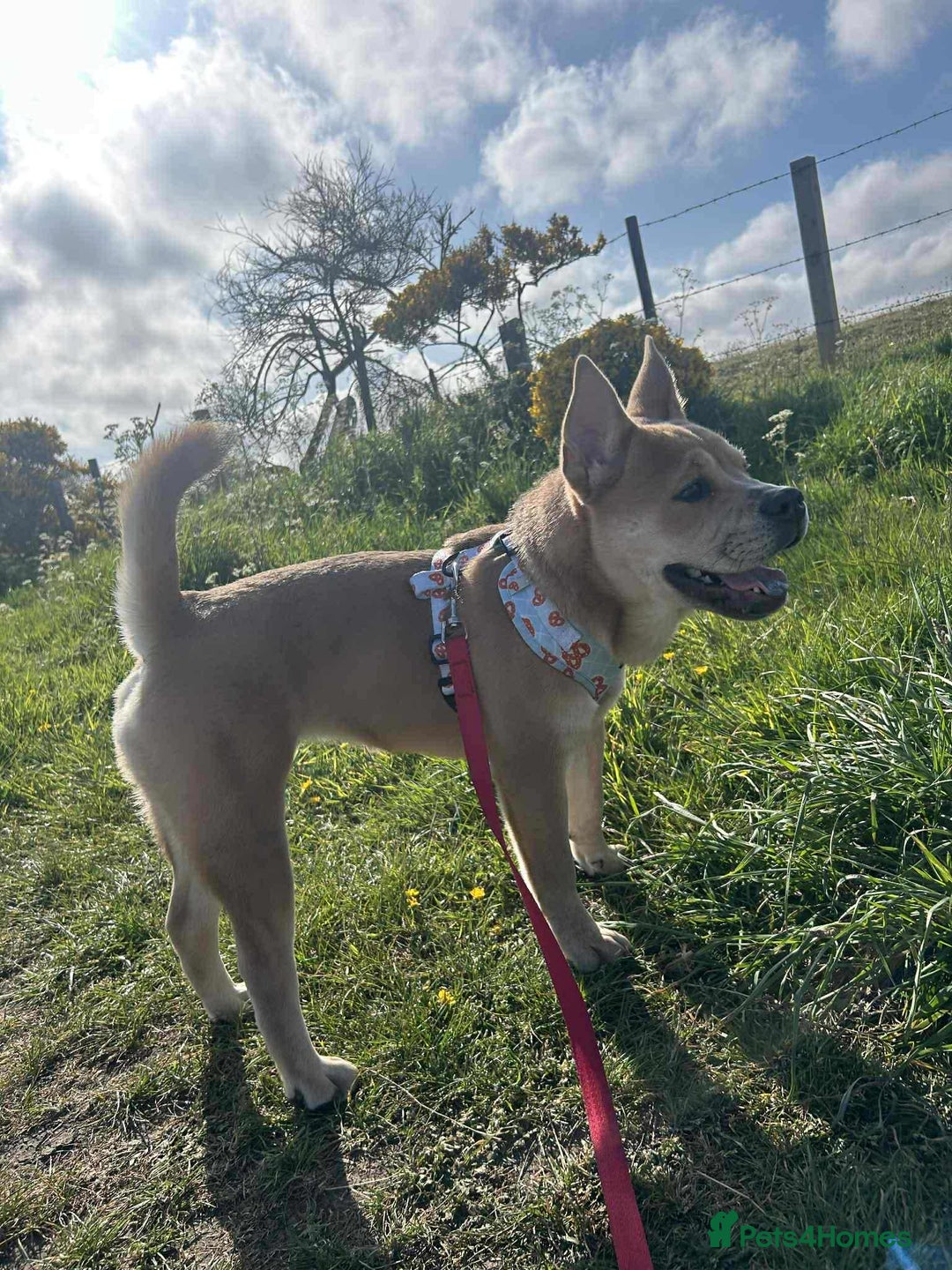 Mixed Breed dogs for sale: Gorgeous chow chow + English Bulldog Female Mix - Image 11