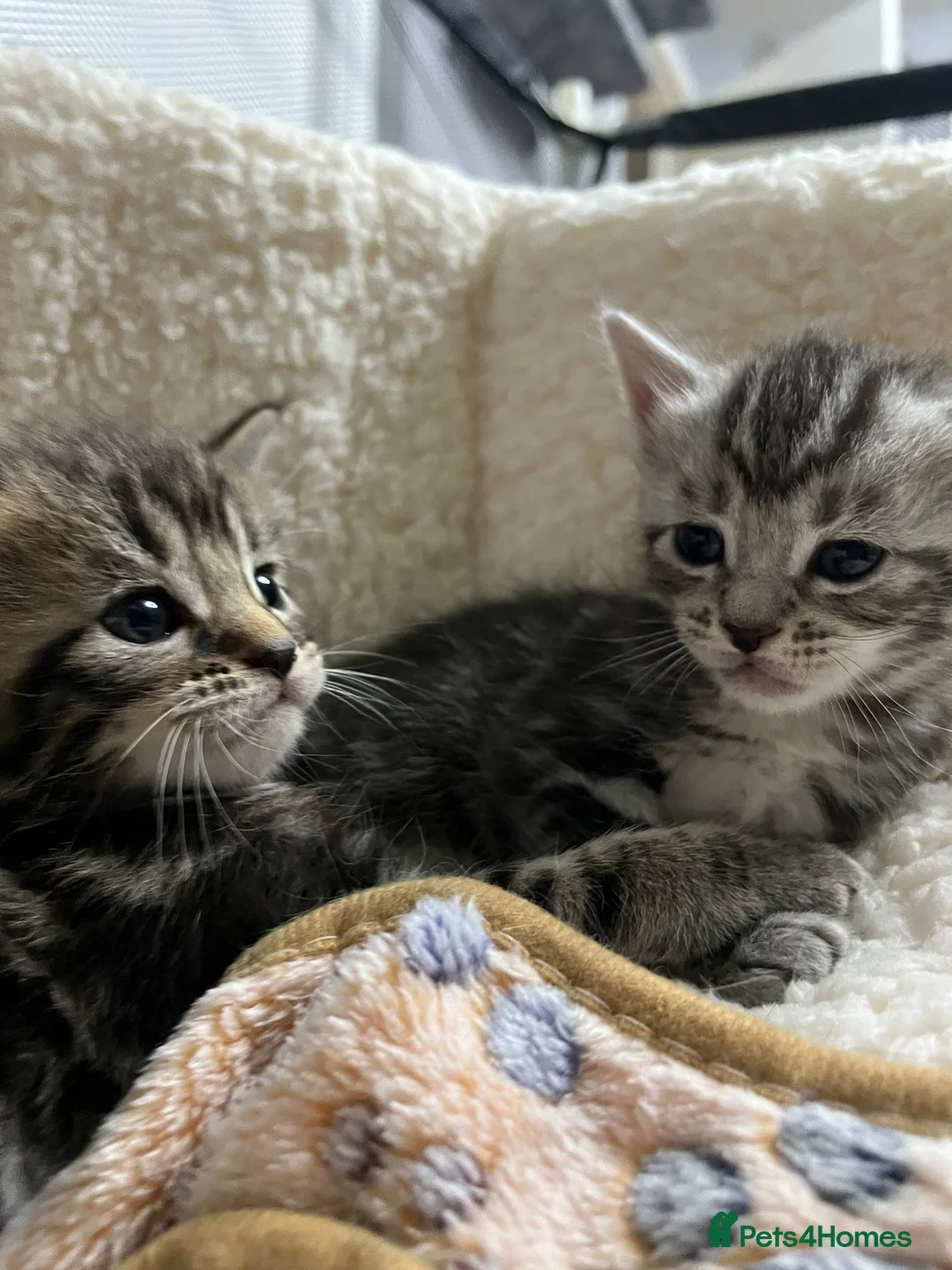 Maine Coon cats for sale: Last 2 kittens available  - Advert 2