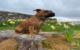 American Bull Staffy dogs for sale: Pups due 22 August  - Image 3