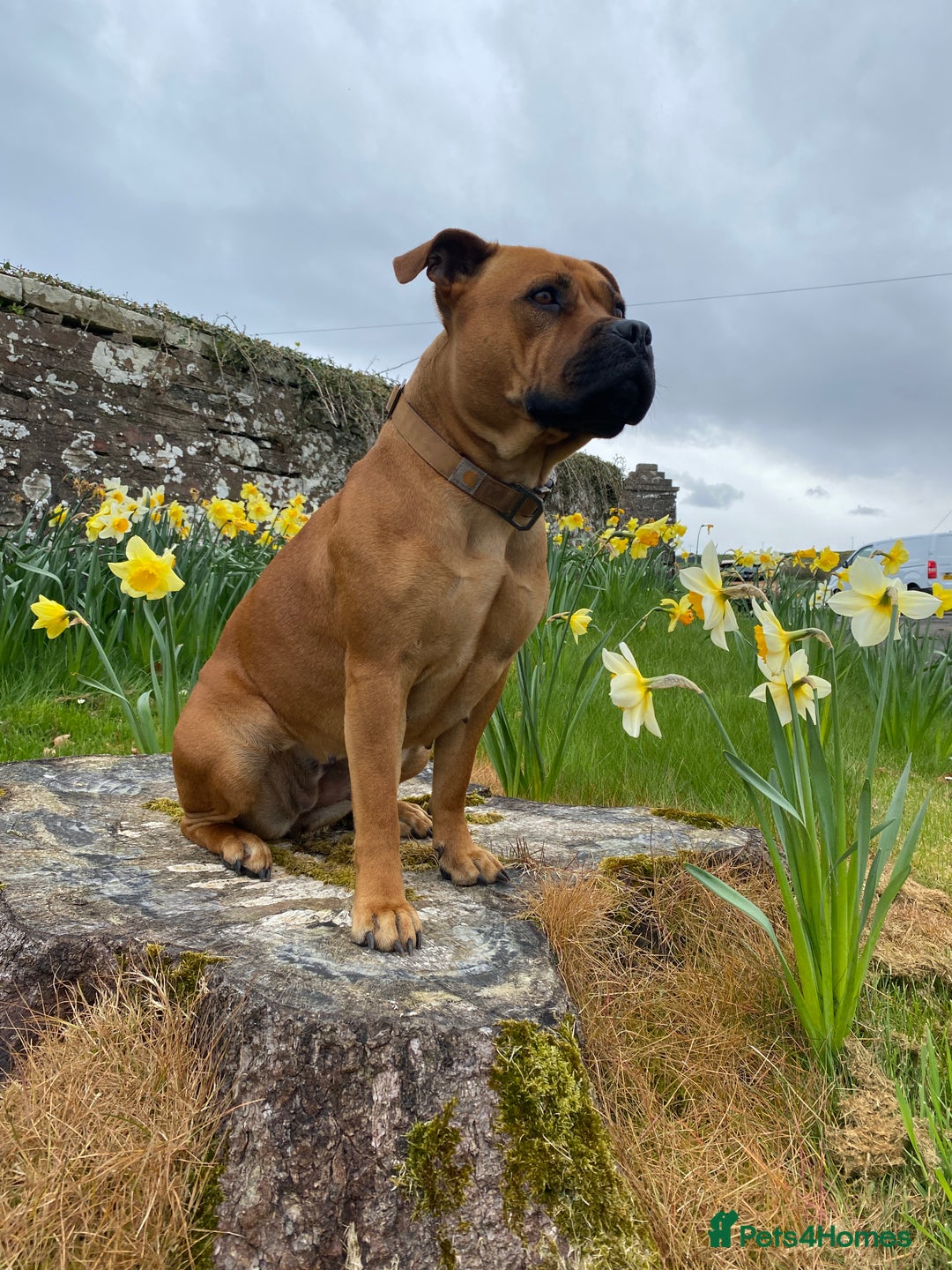American Bull Staffy dogs for sale: Pups due 22 August  - Image 3