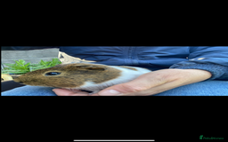 Guinea Pig rodents for sale: 2 male Guiena pigs for sale - Image 1