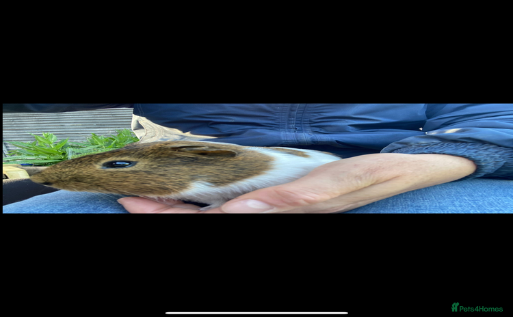 Guinea Pig rodents - Advert 6