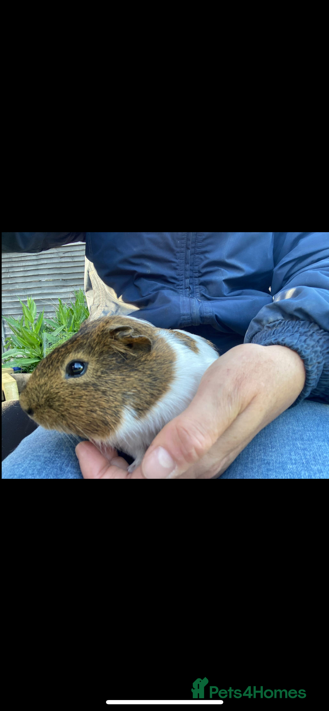 Guinea Pig rodents for sale: 2 male Guiena pigs for sale - Image 1