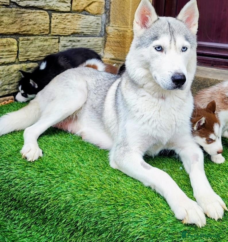 Shepsky dogs The new generation has arrived 🙌  - Advert 1