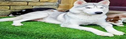 Shepsky dogs for sale: The new generation has arrived 🙌  - Advert 1