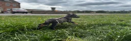 Beauceron dogs for sale: 🌟Merdelaine Beaucerons🌟extensively tested litter - Advert 11