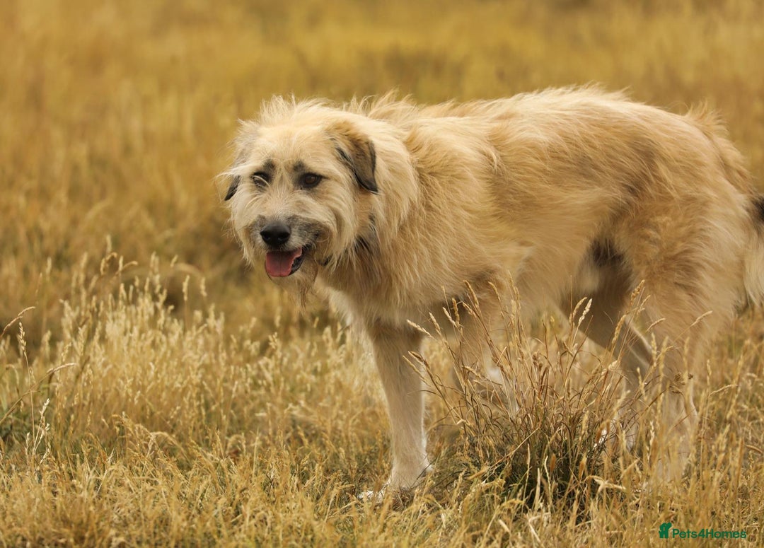 Mixed Breed dogs for adoption: 💙🐶 COOPER 🐶💙 - Image 15