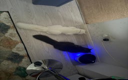 Norwegian Forest Cat cats for sale: Norwegian forest with Turkish Angora - Image 17