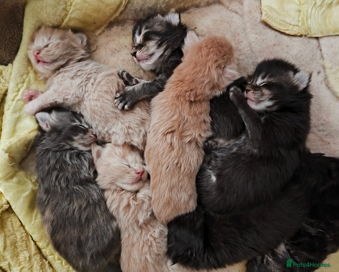 Maine Coon cats for sale: Maine coon kittens champion line DNA health tested - Advert 3