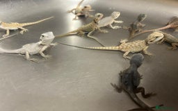 Bearded Dragon reptiles for sale: Bearded dragons  babies  - Image 19