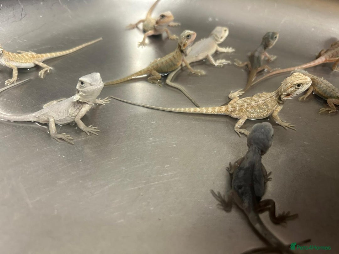 Bearded Dragon reptiles for sale: Bearded dragons  babies  - Image 19