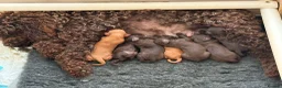 Cavapoo dogs for sale: Chocolate Cavapoos amazing quality - Advert 6