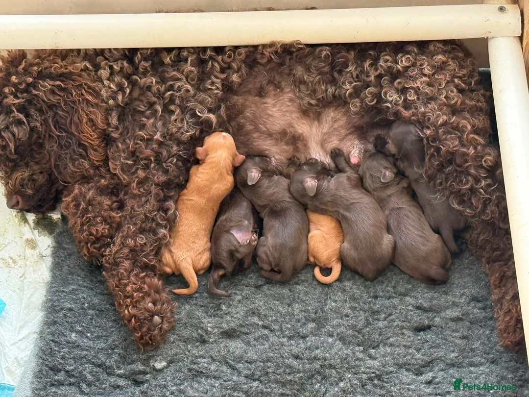 Cavapoo dogs for sale: Chocolate Cavapoos amazing quality - Advert 6