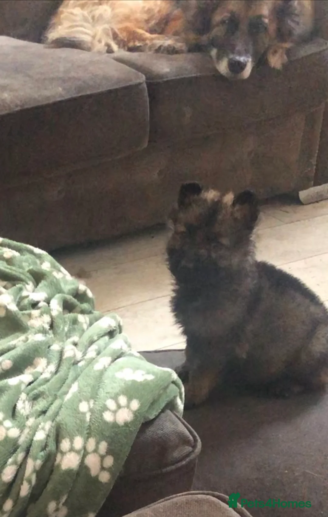 German Shepherd dogs for sale: 8 German shepherd pups for sale  - Advert 2